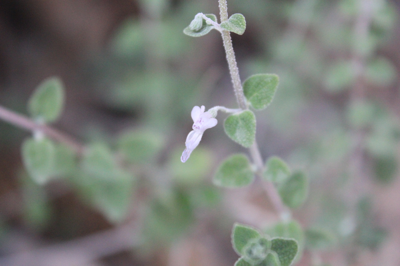 Plant Image